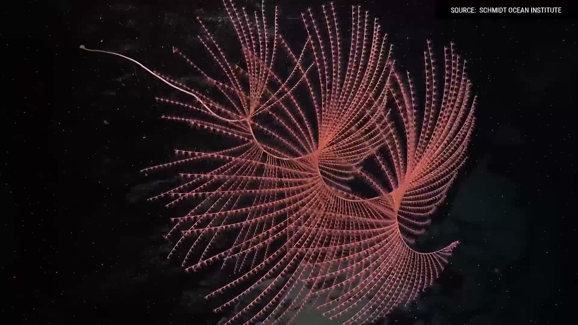 A branching deep-sea coral seen in campaign footage credited to Schmidt Ocean Institute